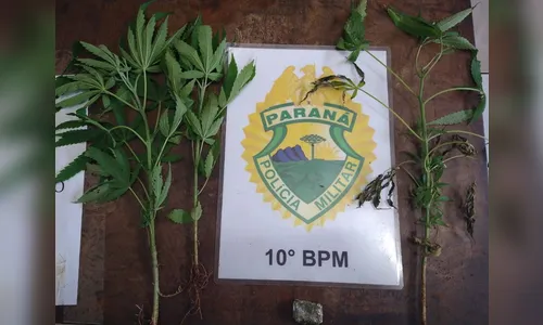 Mulher é presa pela PM por plantar pés de maconha