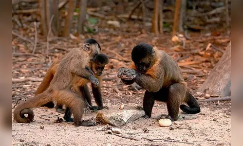Paraná registra morte de três macacos por febre amarela