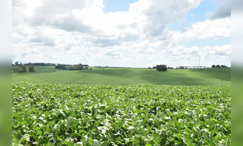 Chuvas recuperam desenvolvimento das lavouras na região