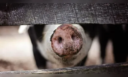 Porcos e outros objetos sãos furtados de propriedade rural