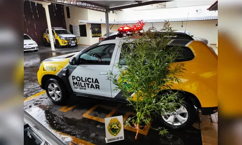PM apreende pé de maconha com quase dois metros de altura