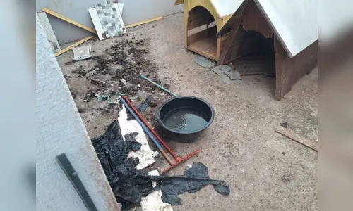 Sete cachorros em situação de maus-tratos são resgatados