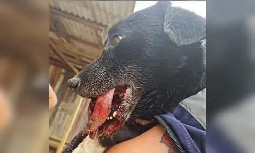 Criminosos explodem rojão na boca de um cachorro no Paraná; Vídeo