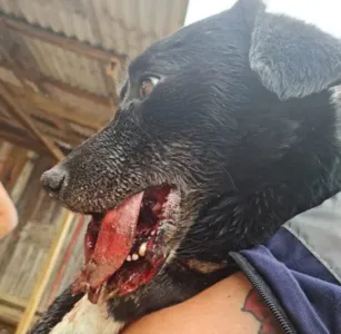 Criminosos explodem rojão na boca de um cachorro no Paraná; Vídeo