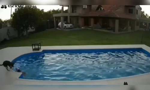 Cachorra 'heroína' salva Pit Bull cega de se afogar em piscina; vídeo