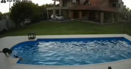 Cachorra 'heroína' salva Pit Bull cega de se afogar em piscina; vídeo