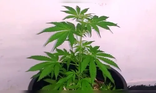 Vizinhos denunciam homem que plantava maconha no quintal
