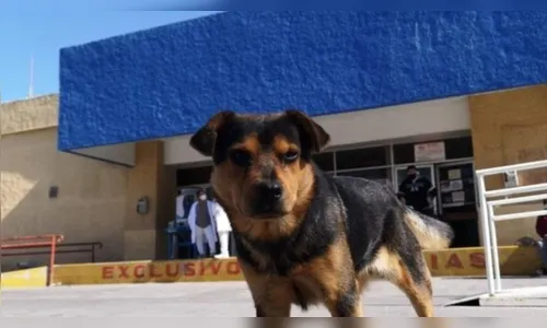 Cão espera por dono, que morreu de Covid-19, por mais de um mês em hospital