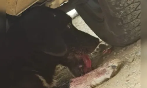 Cadelinha que teve mandíbula dilacerada por rojão passa por cirurgia