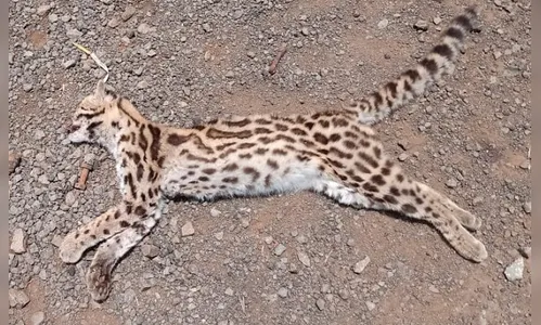 Jaguatirica é encontrada morta a beira de estrada de Borrazópolis