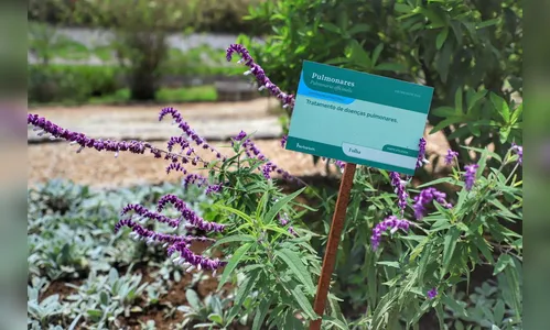 Paraná é destaque no País na produção de plantas medicinais