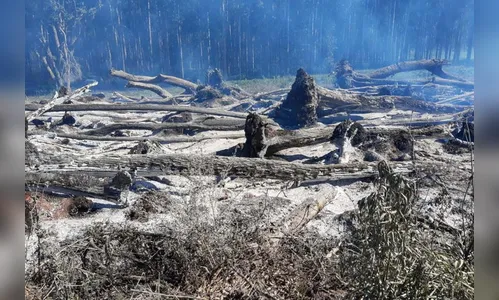 Estado aplica 4.500 multas por infrações ambientais em um ano