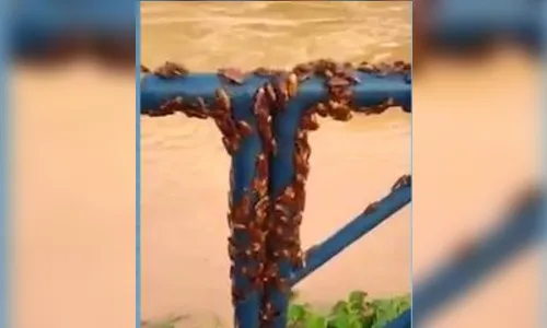 Baratas invadem cidade e vídeos viralizam na internet