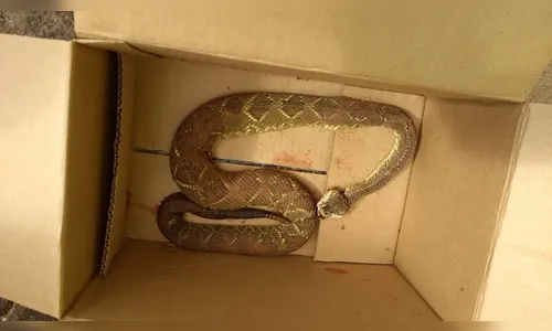 Morador de Novo Itacolomi é picado por cobra cascavel