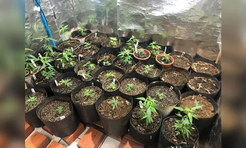 Polícia Civil prende homem suspeito de cultivar mais de 80 tipos de maconha