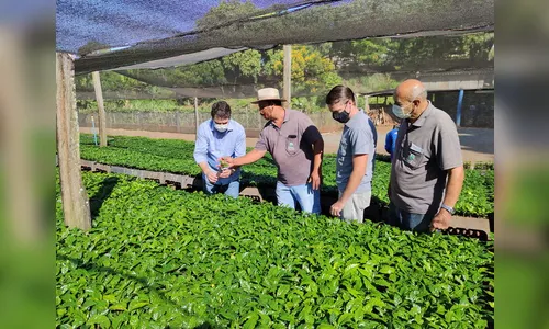 Apucarana aumenta subsídio e a produção de mudas de café