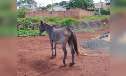 Grupamento de Defesa Ambiental resgata cavalo abandonado