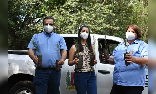 Marilândia inicia plantio de 500 araucárias para recuperação de nascentes e matas ciliares