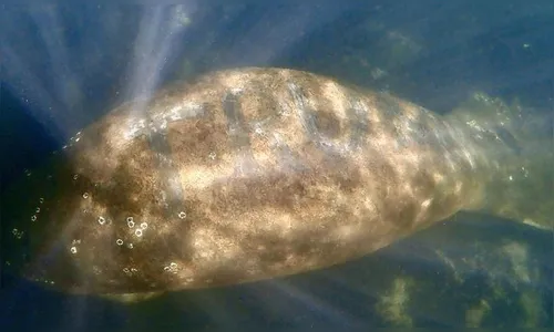 Peixe-boi é encontrado com a palavra 