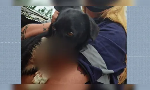 Cadela resgatada com ferimentos na boca causados por rojão morre