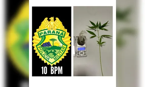 PM apreende pé de maconha na cidade; um homem foi preso