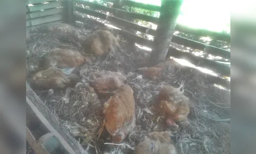 Produtor rural do Vale do Ivaí diz que onça pintada atacou seu galinheiro