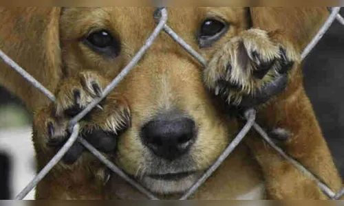 Homem muda de casa e abandona cães sem água e comida