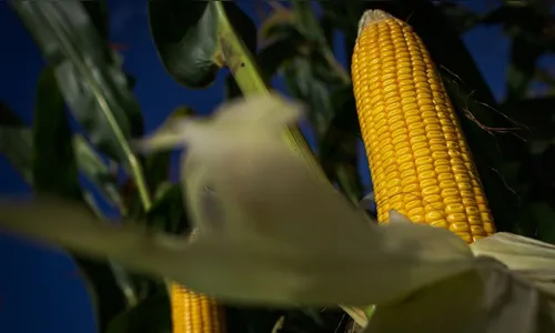 Produção agropecuária de 2020 alcança R$ 871 bilhões
