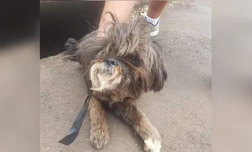 Cadela é encontrada em bueiro com a boca amarrada por saco plástico