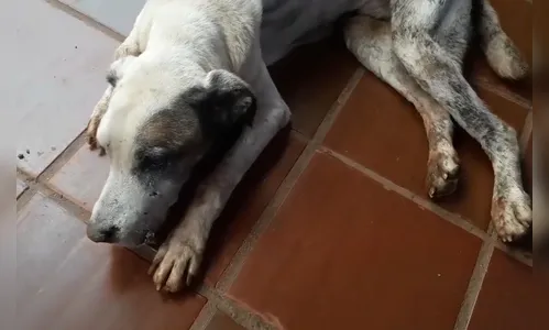 Mais um caso de abandono animal é registrado em Apucarana; Vídeo