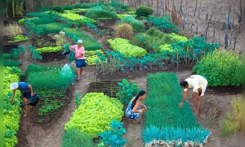 Projeto da UFF fortalece produção agroecológica durante pandemia