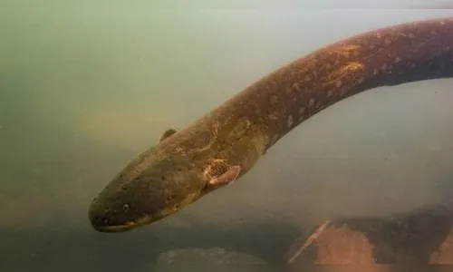 Pesquisadores flagram peixes-elétricos de 2 m com comportamento raro