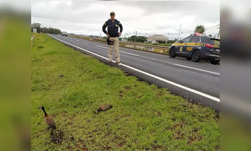 PRF auxilia travessia de 