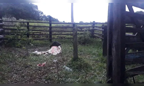 Ladrões abatem vaca  e furtam carne em Dinizópolis, Cruzmaltina