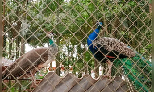 Bosque Municipal atrai muitos visitantes em Apucarana