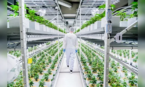Cannerald se torna referência internacional em pesquisas com plantas medicinais