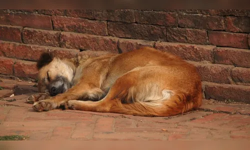 Casa de cachorro é furtada e animal fica desabrigado