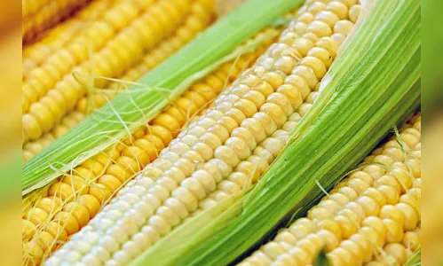 Casal entra em chácara para furtar espigas de milho; PM é acionada