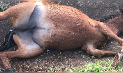 Cavalo é sacrificado em bairro de Apucarana