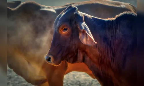 Criminosos invadem fazenda e roubam mais de 60 gados