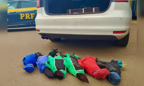 Prefeito de Boa Vista da Aparecida é preso transportando galos de briga