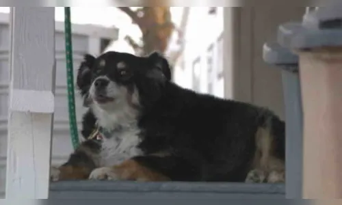 Empresário morre e deixa R$ 26 milhões para cachorra