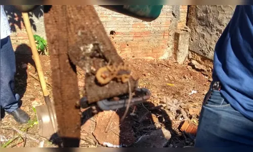 Escorpião amarelo assusta moradores de São João do Ivaí