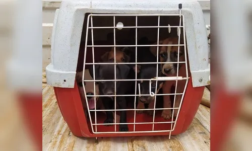 Guarda Municipal de Arapongas resgata cães abandonados; Assista