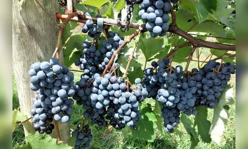 IDR-Paraná lança manual atualizado para produção de uvas