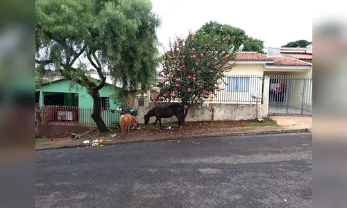 Morador do Dom Romeu reclama de cavalos soltos nas ruas