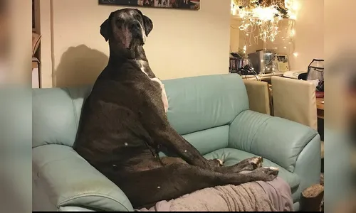 Morre Freddy, o maior cachorro do mundo