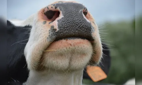Novilha é furtada e encontrada abatida em propriedade rural