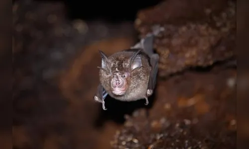 Novo coronavírus é encontrado em morcegos na Ásia