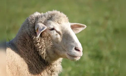 Ovelha de dois anos é furtada de sítio da região